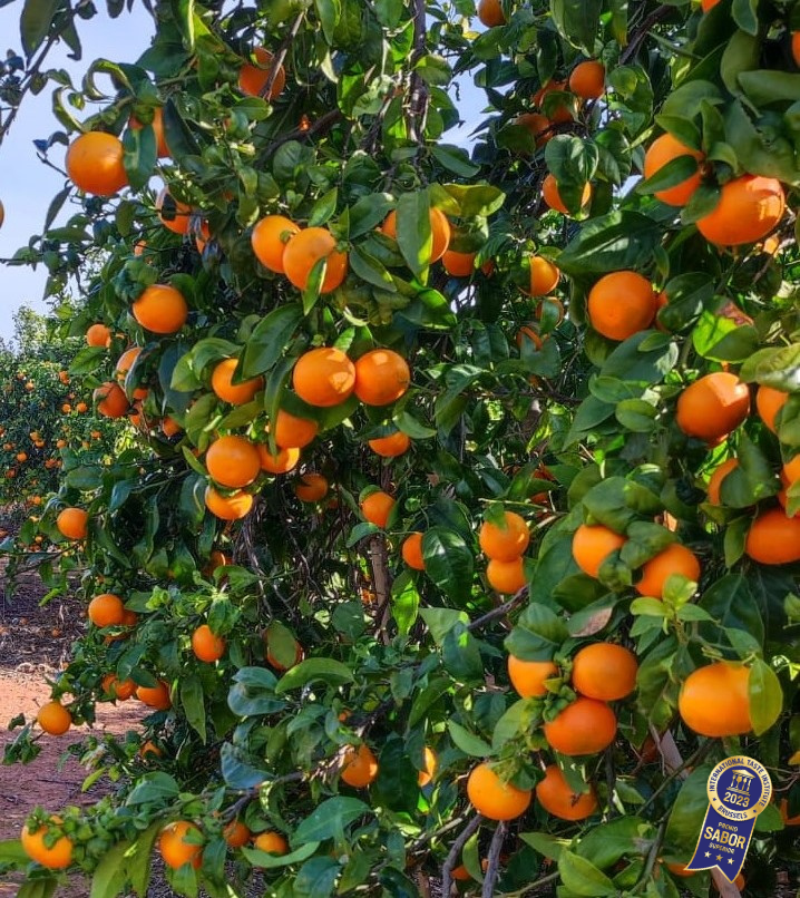 mandarina ORRi