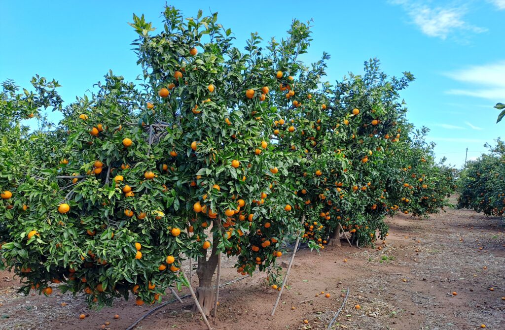 poda mandarina ORRi